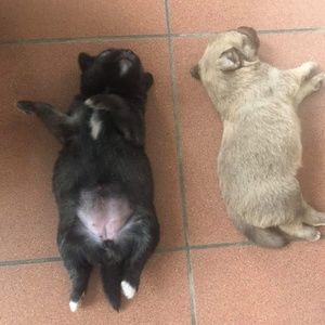 Meet your Posher, Jasmine